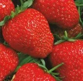 Земляника Фреска (НК)