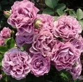 Роза Терра Лимбургия флорибунда (Золотая сотка Алтая)