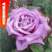 Роза Клод Брассер чайно-гибридная (Барнаул)