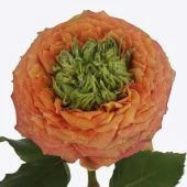 Роза Грин Айсленд Самоа чайно-гибридная (Сиберика)