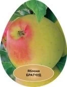 Яблоня карликовая Братчуд (в коробке) (ПОИСК)
