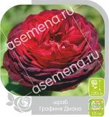 Роза Графиня Диана шраб (Барнаул)
