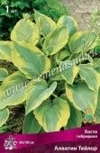 Хоста Алватин Тейлор гибридная (ПОИСК)