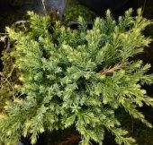 Можжевельник чешуйчатый Холгер P9 конт. (КолорЛайн)