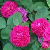 Роза Фейри чангелинг Почвопокровная (Садовита)