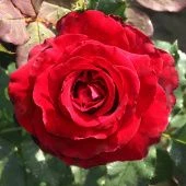 Роза Лавли Рэд Чайно-гибридная (Садовита)