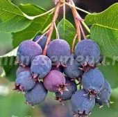 Ирга ольхолистная Красноярская (ПОИСК)