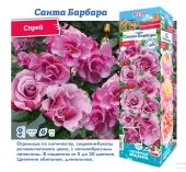 Роза Санта Барбара спрей (Сиб сад)