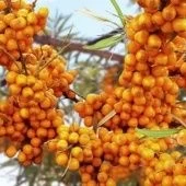 Облепиха Чуйская (ПОИСК)