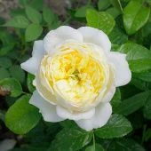 Роза Уайт Даймонд плетистая (Садовита)