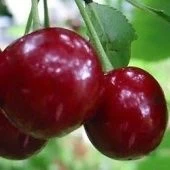 Вишня Саратовская малышка (Малышка) (дюк) (в коробке) (ПОИСК)