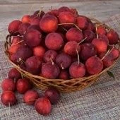 Яблоня Китайка Долго (в коробке) (ПОИСК)