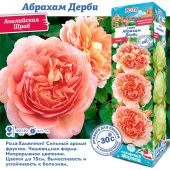 Роза Абрахам Дерби английская (Сиб сад)