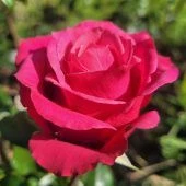 Роза Черри О чайно-гибридная (Золотая сотка Алтая)