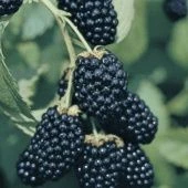 Ежевика Дойл (ПОИСК)