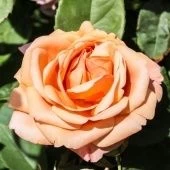 Роза Чарльз Остин английская кустовая (Татарстан Розариум)