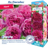 Роза Янг Лисидас английская шраб (Сиб сад)