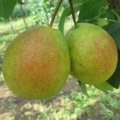 Груша Северянка краснощекая (ПОИСК)