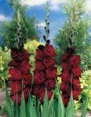 Гладиолус АРАБИАН НАЙТ 10шт (КолорЛайн)