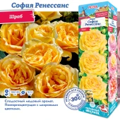 Роза София Ренессанс шраб (Сиб сад)