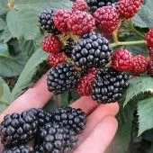 Ежевика Лох Несс (ПОИСК)