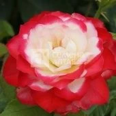 Роза Дабл Делайт чайно-гибридная (Барнаул)