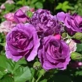 Роза Минерва флорибунда (Сиб сад)