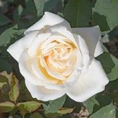 Роза Белый медведь Чайно-гибридная (Садовита)
