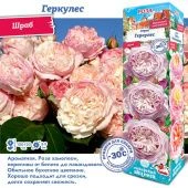 Роза Геркулес шраб (Сиб сад)