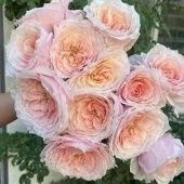 Роза Тсумуги чайно-гибридная (Садовита)