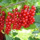Смородина красная Ред лейк (ПОИСК)