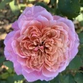 Роза Мияби шраб (Барнаул)