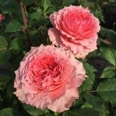 Роза Корал Желе шраб японская (Сиберика)