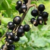 Смородина черная Петербурженка (ПОИСК)