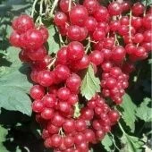 Смородина красная Уральская красавица (ПОИСК)