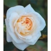 Роза Джейн миниатюрная (Сербия Империя роз)