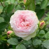 Роза Парадайз Фрут чайно-гибридная (Садовита)