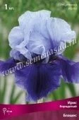 Ирис бородатый Блашес (ПОИСК)