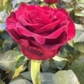 Роза Гладиатор чайно-гибридная (Татарстан Розариум)