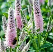 Вероника длиннолистная Фёст Чойс (ПОИСК)