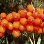 Облепиха Великан (ПОИСК)