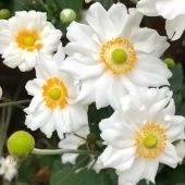 Анемона Вёлвинд гибридная (ПОИСК)