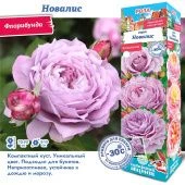 Роза Новалис флорибунда (Сиб сад)