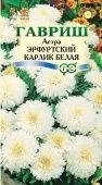 Астра Эрфуртский Карлик белый (Гавриш)