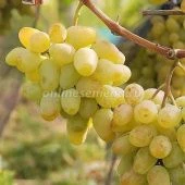 Виноград плодовый Монарх (ПОИСК)