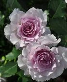 Роза Нью Вейв японская чайно-гибридная (Золотая сотка Алтая)