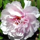 Пион древовидный Персиковый цвет (привитый на пион травянистый) (ПОИСК)