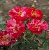 Роза Кэнди Ковер почвопокровная (Сербия Империя роз)