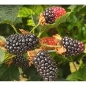 Ежевика Блэк Джем (ПОИСК)