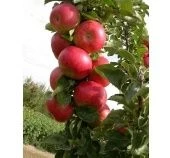 Яблоня колонновидная Кумир (в коробке) (ПОИСК)